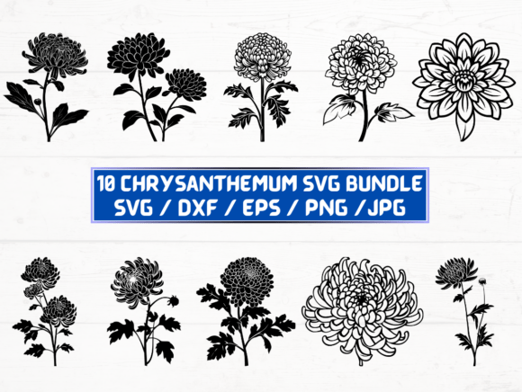 Chrysanthemum Flower SVG File for Graphics and Crafts